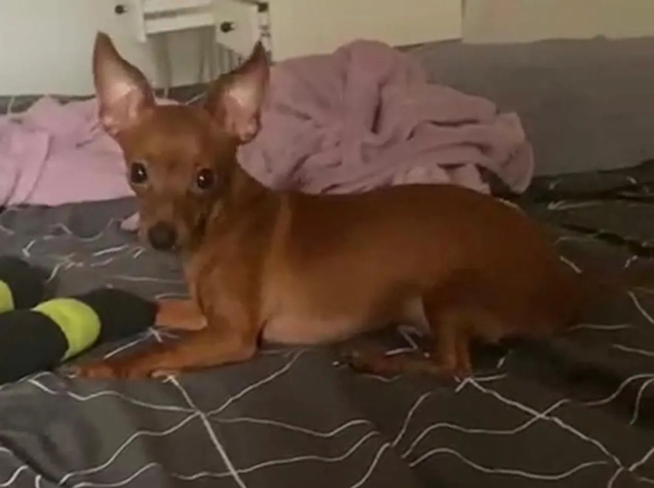 Pinscher ...0 e 1  - Foto 2