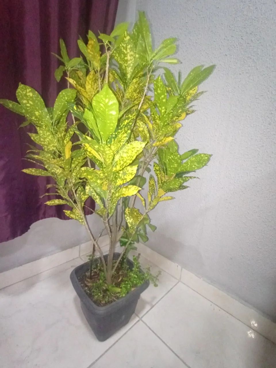 Plantas  - Foto 4