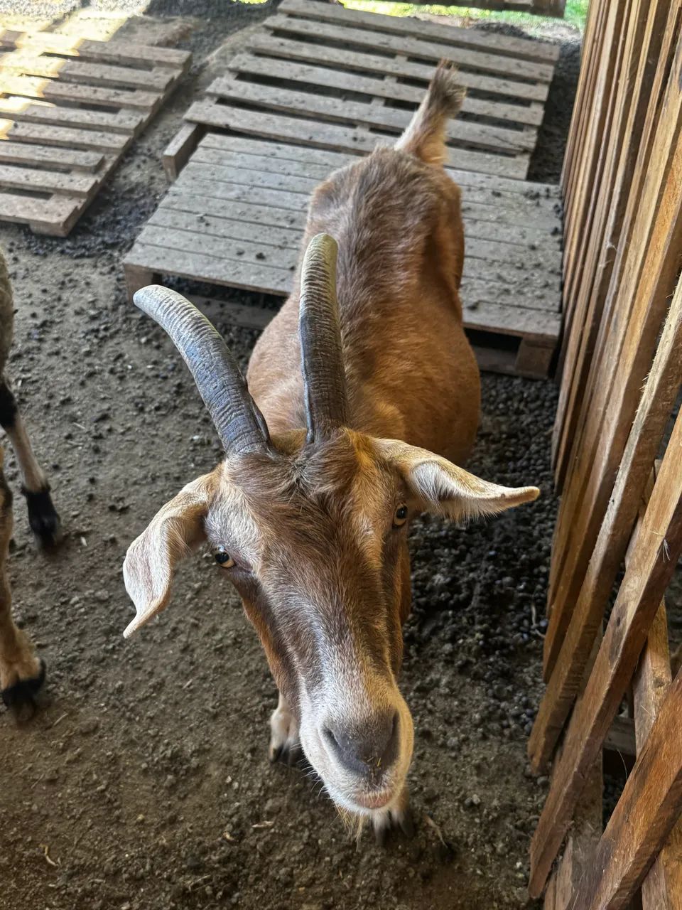 Cabras  - Foto 5