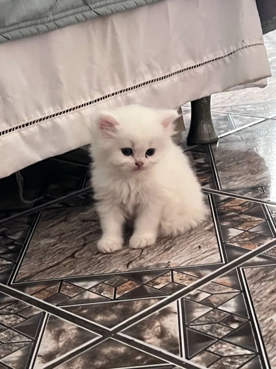Gato persa  - Foto 4