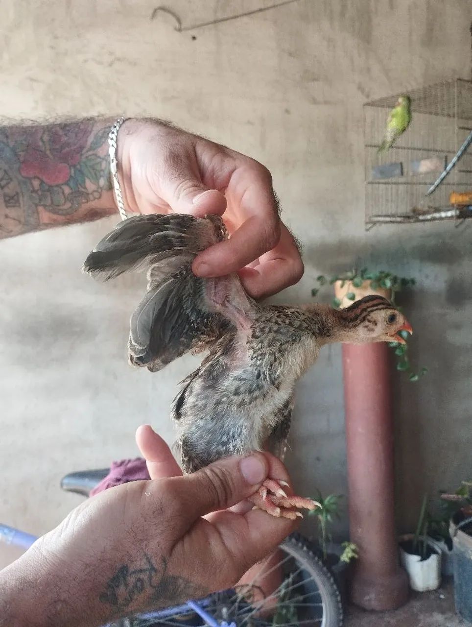 Vende se filhotes de galinha de Angola 