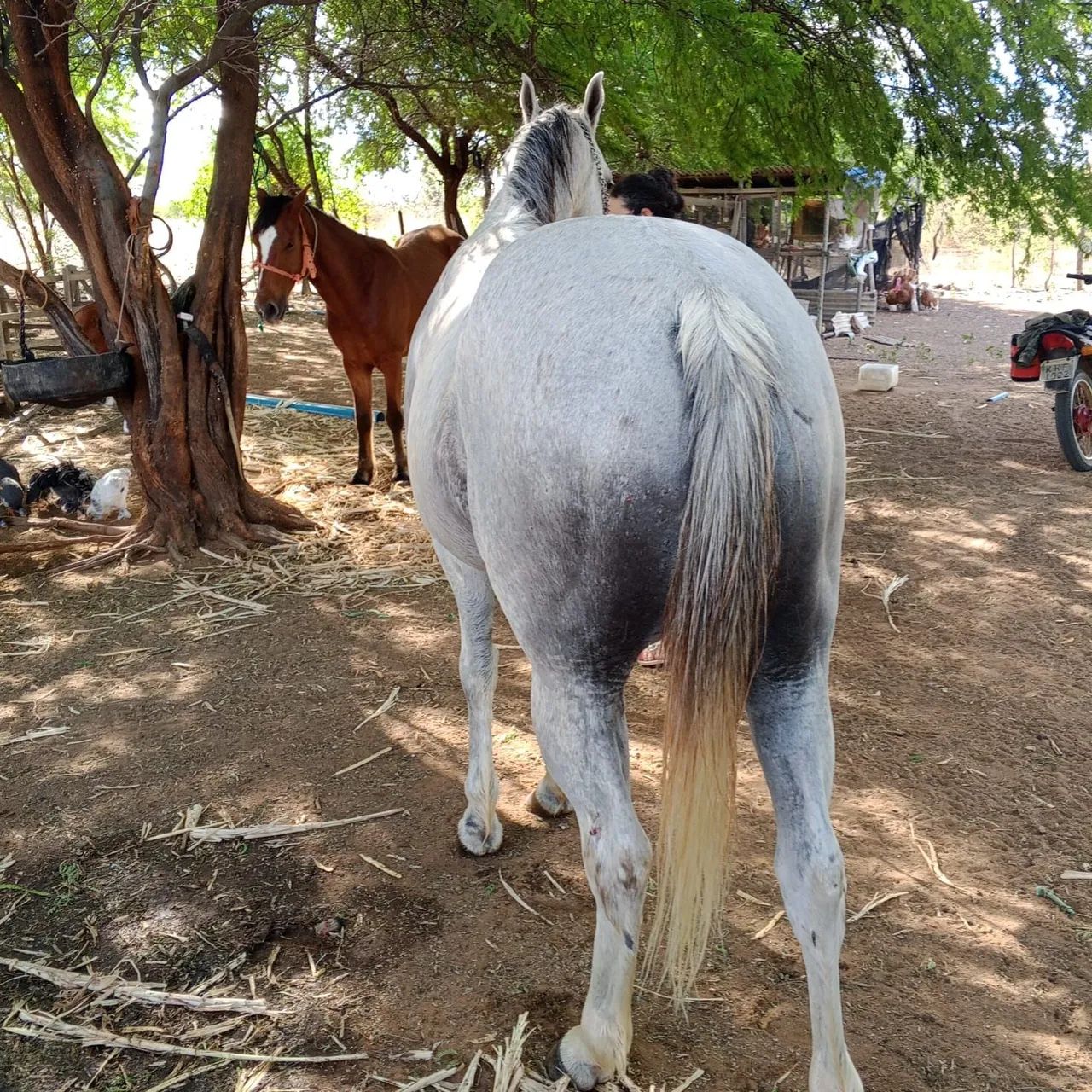 Cavalo 1/2 sangue Quarto de Milha - Foto 5