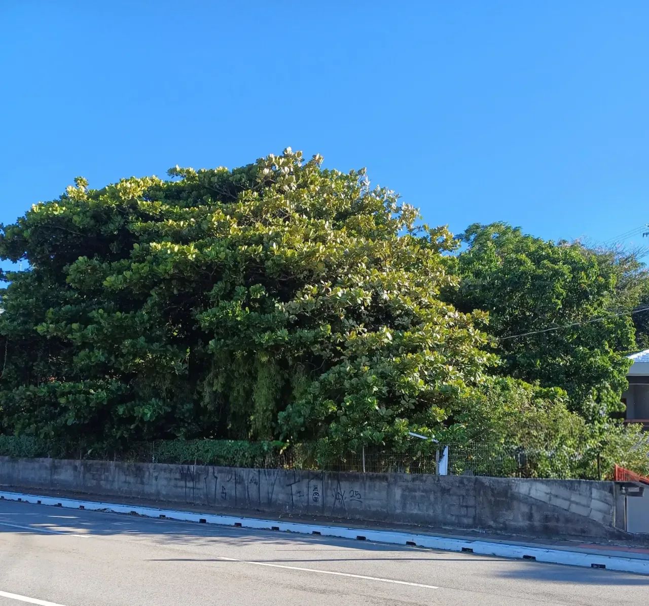 BROGNOLI VENDE - TERRENO AO LADO PONTE HERCÍLIIO LUZ - Foto 2