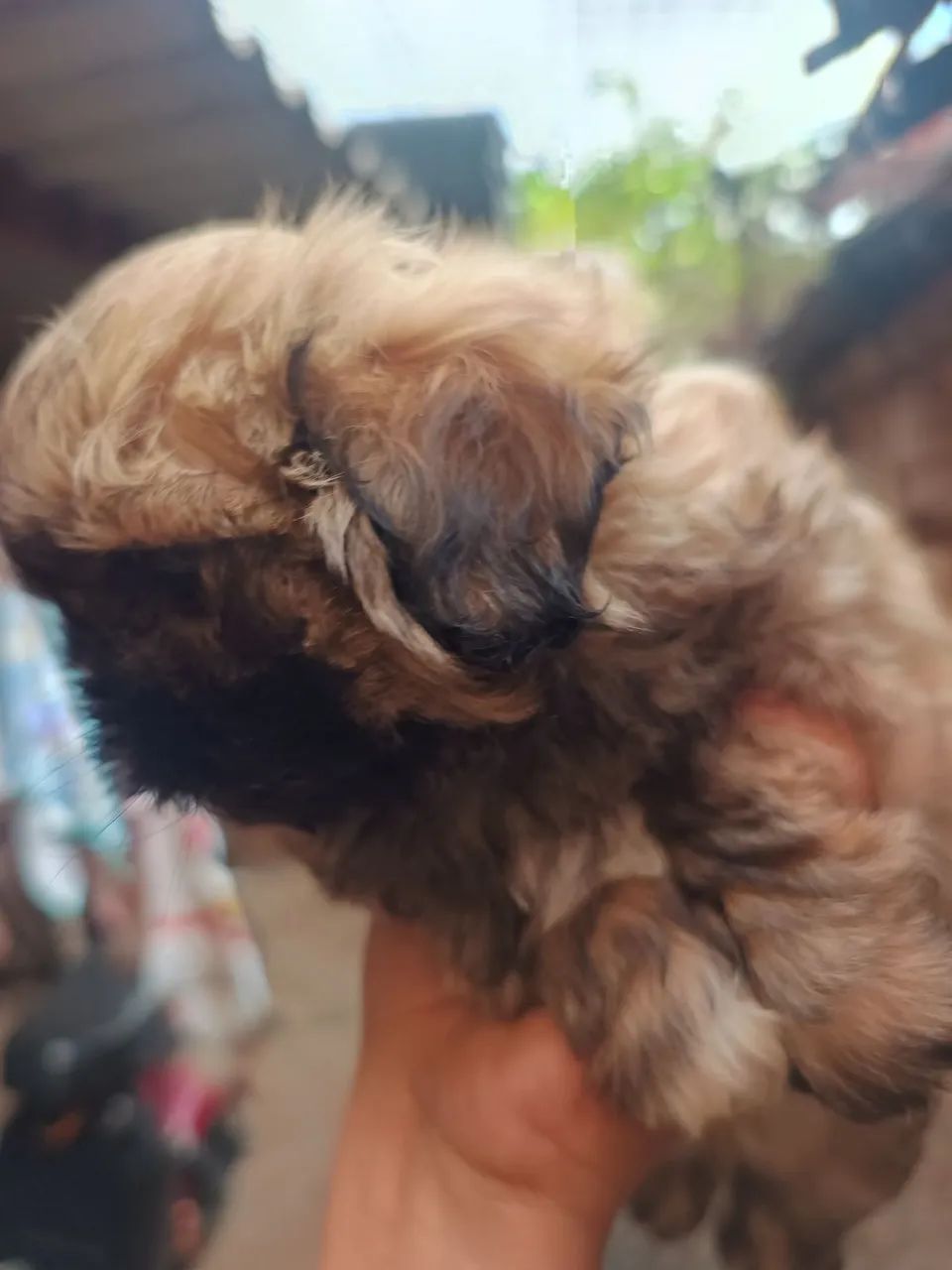 Shitzo disponível fucinho zero - Foto 4
