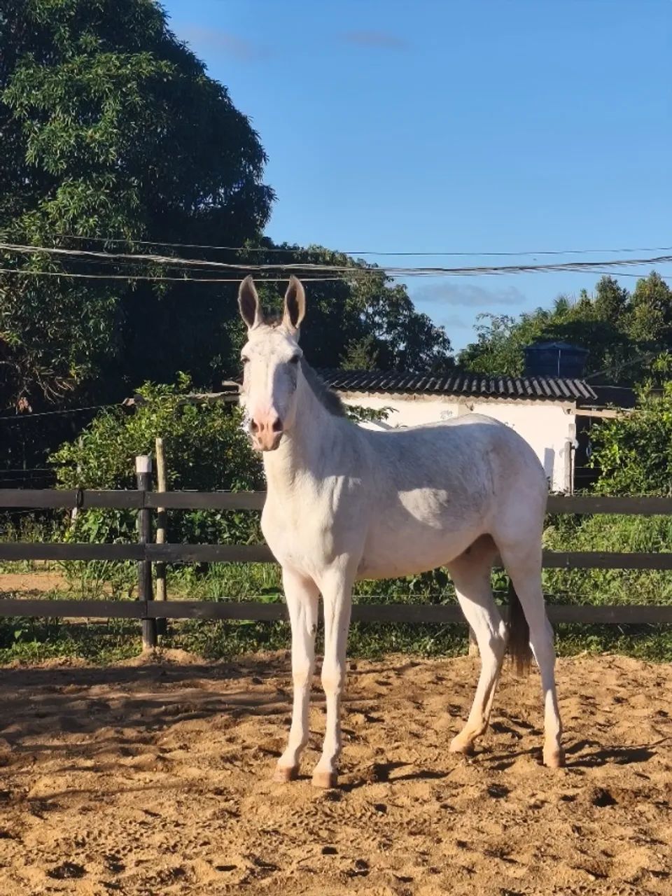 Vendo ou troco mula pampa escondido  - Foto 3