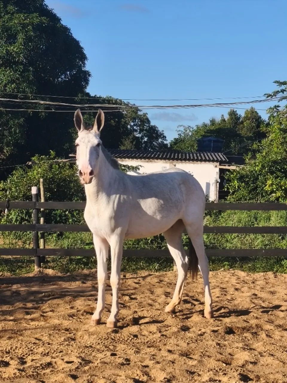 Vendo ou troco mula pampa escondido  - Foto 5