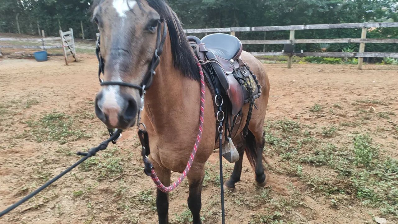 Cavalo  - Foto 5