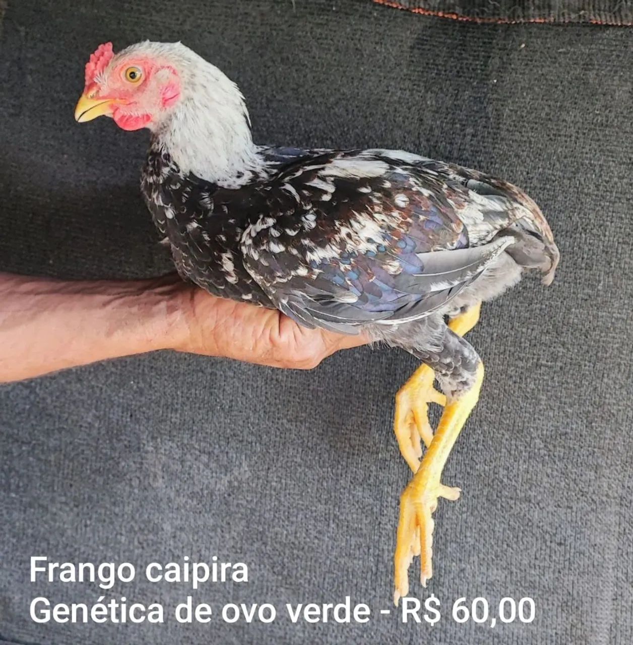 Galinha que bota ovo verde - Fase de Postura - Foto 4