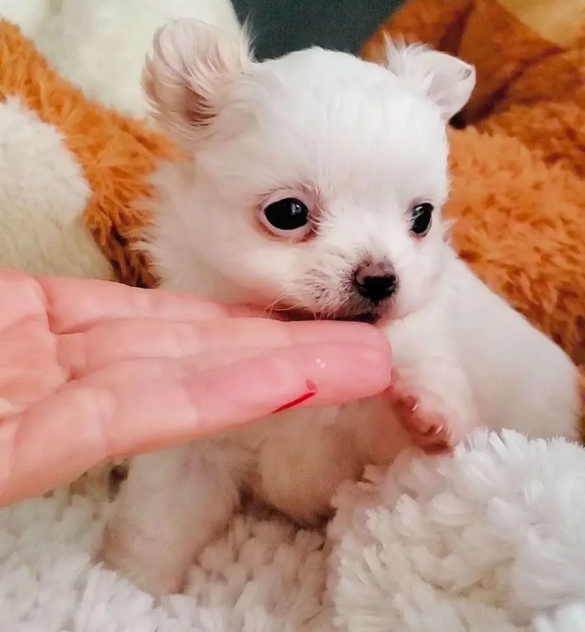 Chihuahua - Foto 3