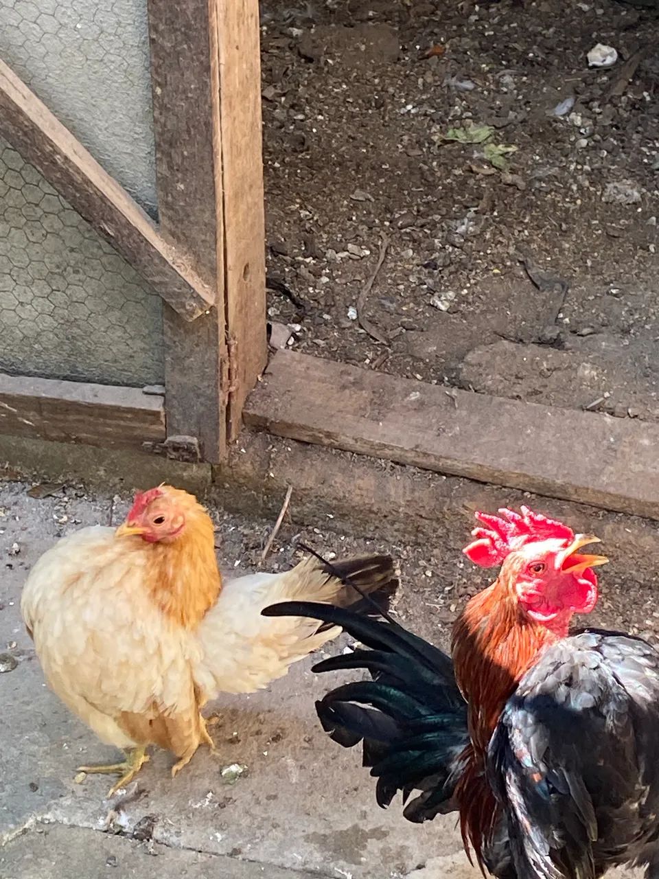 Galo e galinhas Serama  - Foto 2