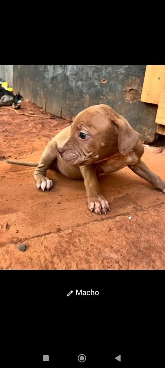 Pitbull  - Foto 3