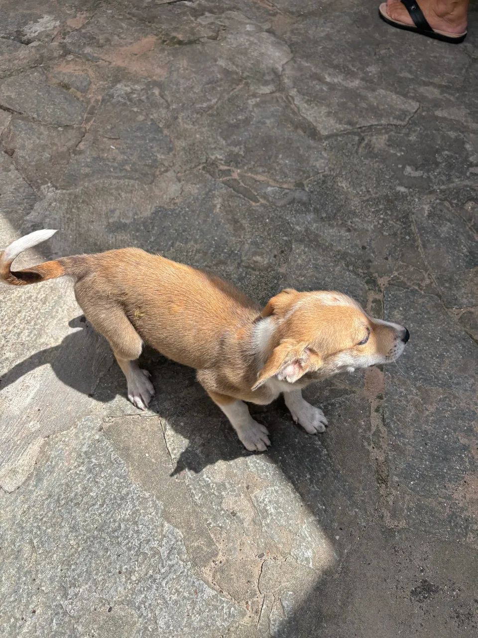 Doa-se Cachorro - Foto 3