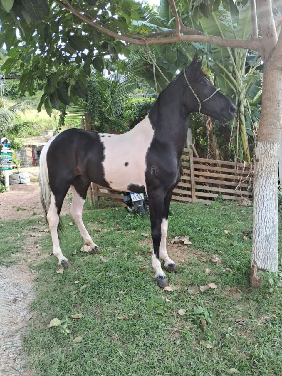 Pra vender, somente venda... - Foto 3