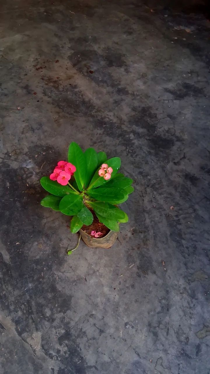 Coroa de Cristo cor de rosa  - Foto 2