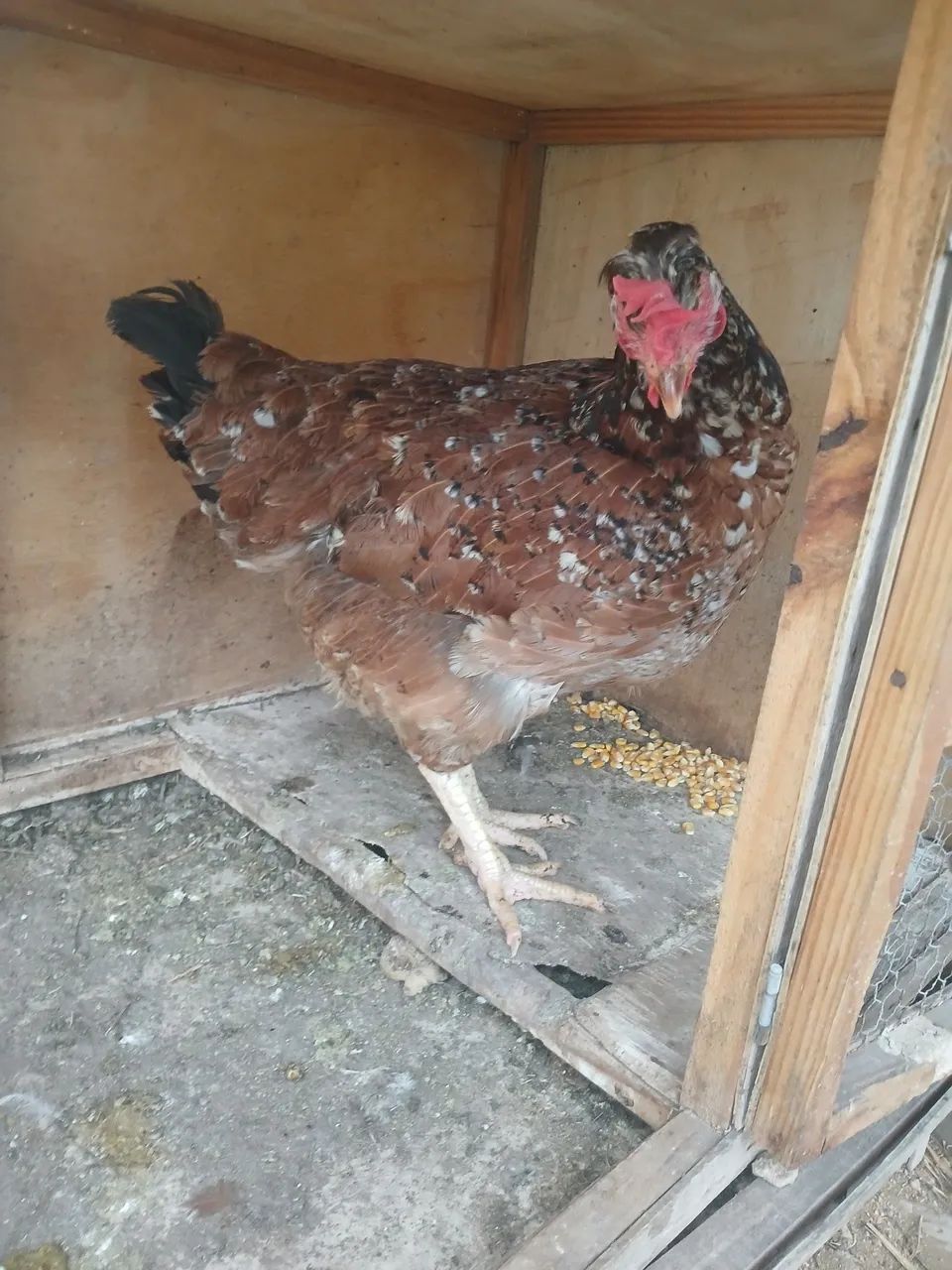 Galinhas gsb  - Foto 4