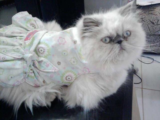 Filhote de gato PERSA HIMALAIA PURO - Foto 5