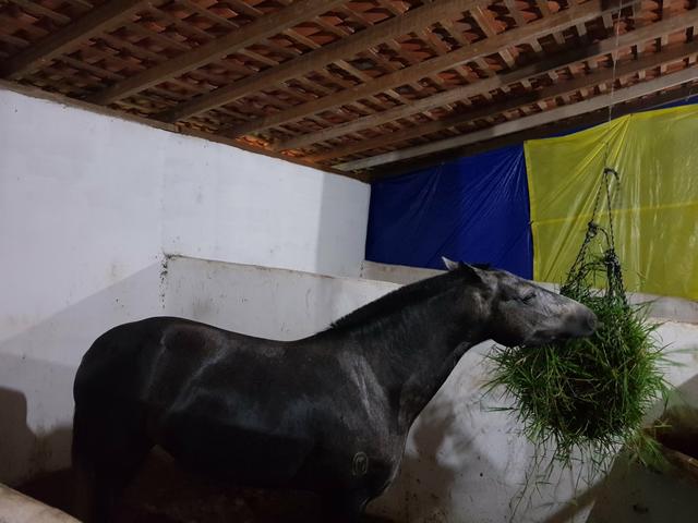 Aluguel de baias para cavalos. R$ 400,00/mês - Foto 3