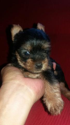 Yorkshire Terrier puro - Foto 2