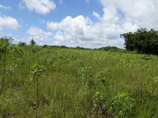 Sítio com 2 hectares - Todo irrigado e produzindo - Foto 15