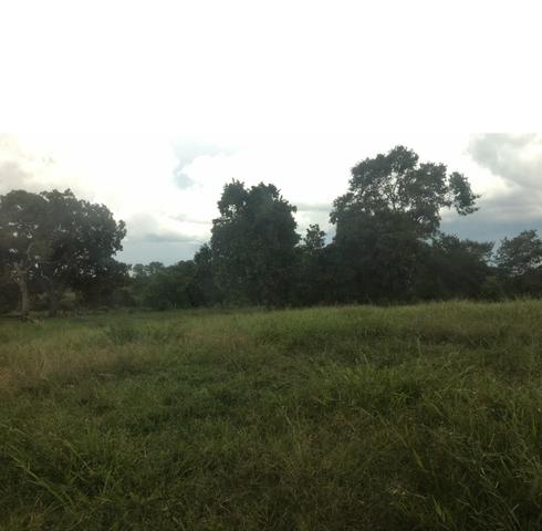 Fazenda de pecuária a venda 12 km porto nacional - Foto 5