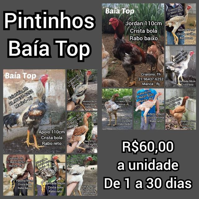 Pintinhos Índio Gigante Baía Top - Foto 4