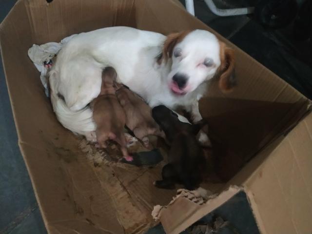 Vendo Três filhote de cachorro poodle - Foto 2