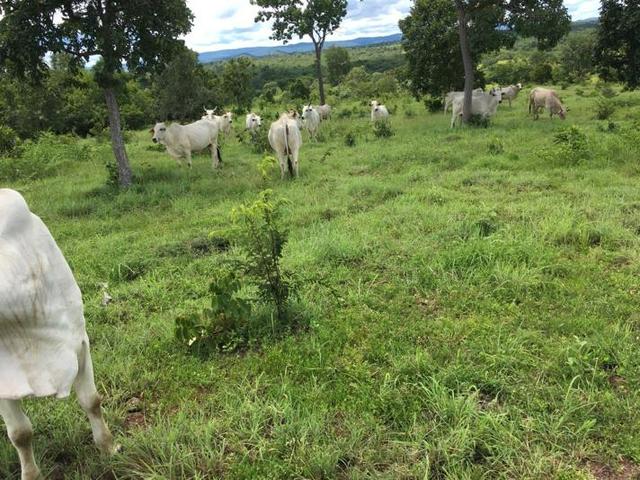 VENDO SÍTIO 22,6 Alq. próximo de Itapirapuã e Águas de São João- Goiás R$2Milhões - Foto 15