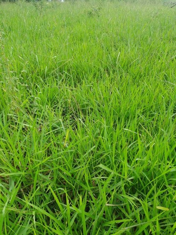 Fazenda em Gurupi. 