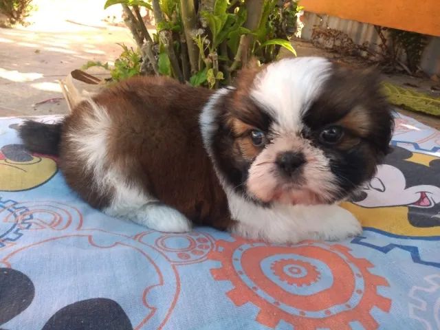 shih tzu macho em 10x de 100$ entregamos no litoral