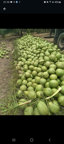 Coco verde  - Foto 3