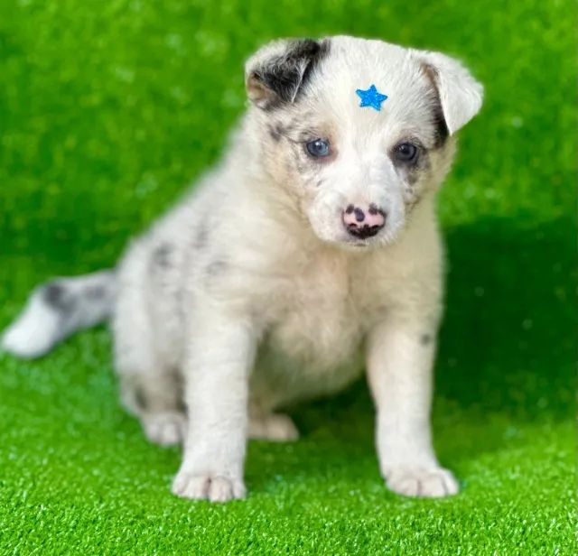 Border collie blue merle 2024 olx