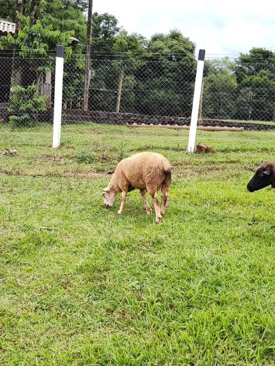 Dois Borregos / Carneiros reprodutores Texel puro - Foto 4