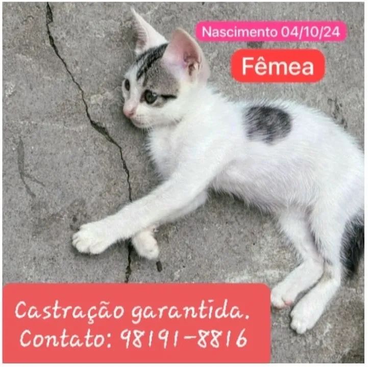 Doação Responsável  - Foto 3