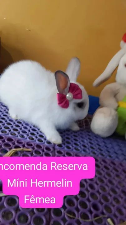 Mini Coelho Raças Variadas  - Foto 3