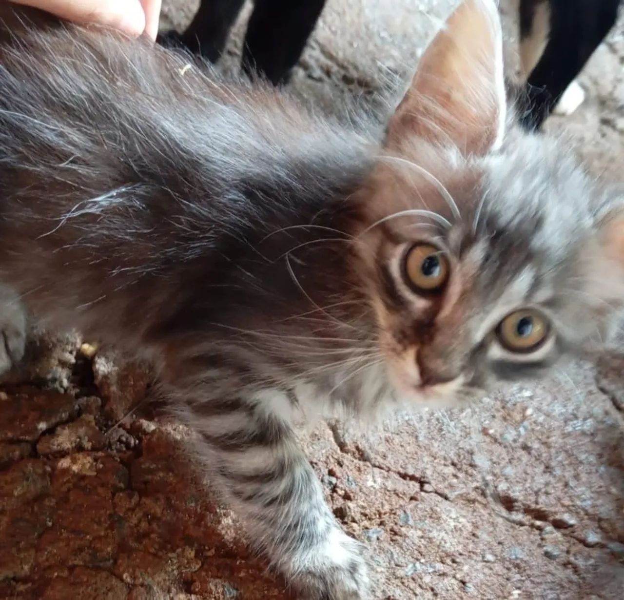 Lindos gatinhos, facilito entrega  - Foto 2