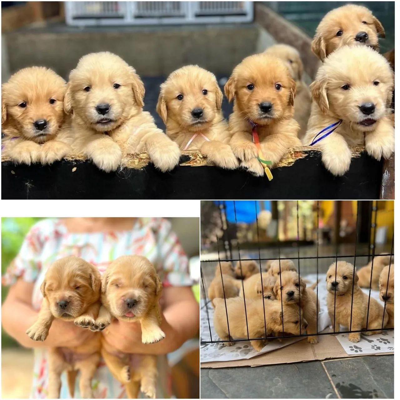 Golden Retriever - filhotes disponíveis ambos os sexos / Parc. 12x -  Cachorros e acessórios - Setor Oeste, Goiânia 1319257927 | OLX