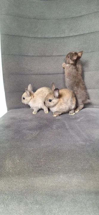 Vende-se filhotes de coelho anão netherland  - Foto 3