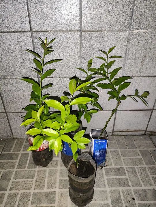 Orapronobis mudas - Foto 4