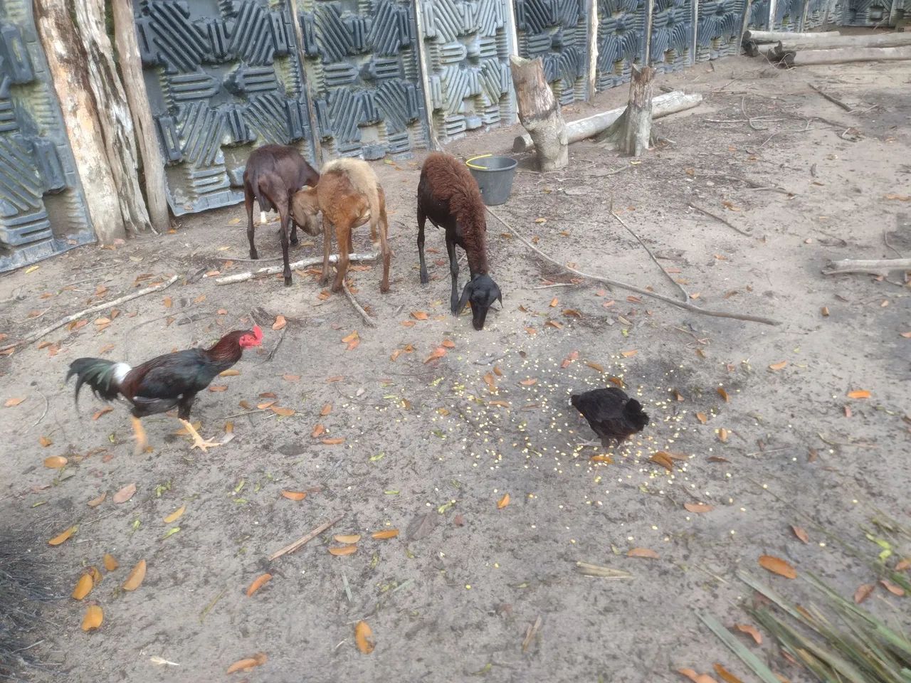 Venda de animais  - Foto 2