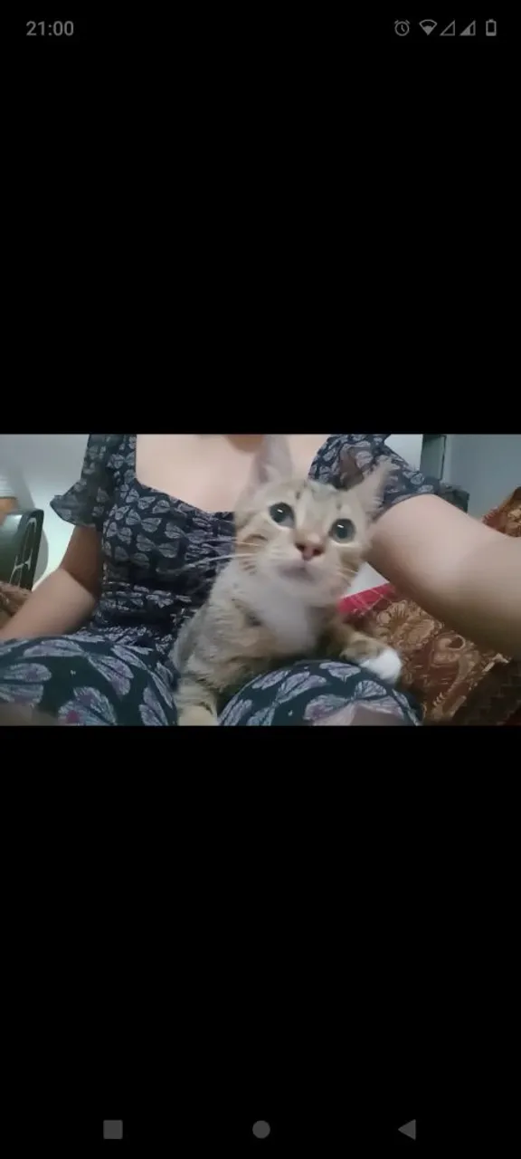 Gata filhote carinhosa
