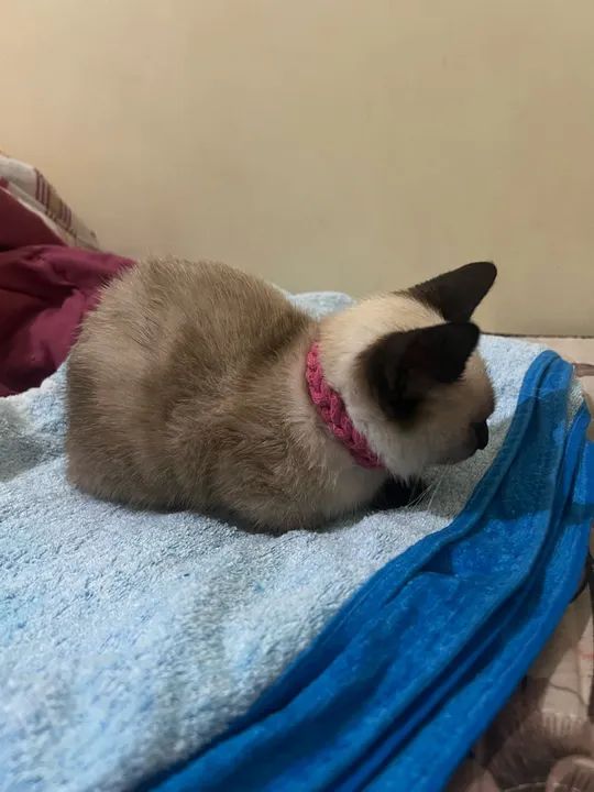 Gatinho Siamês disponível para adoção