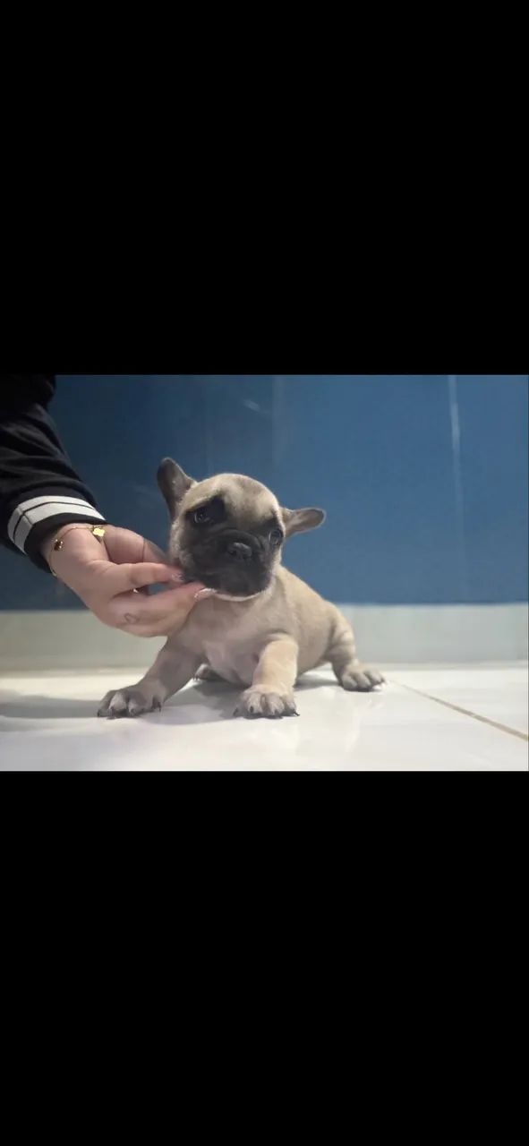 Filhotes buldogue francês 