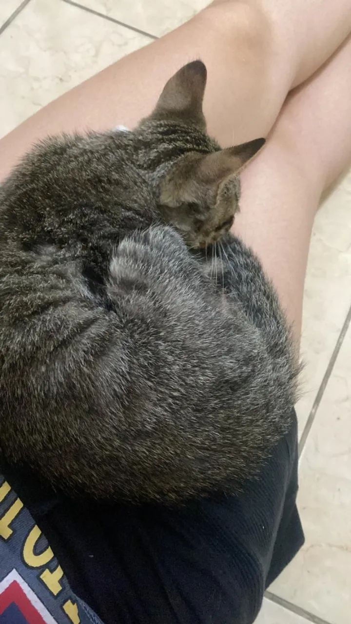 Gata filhote para Adoção  - Foto 4