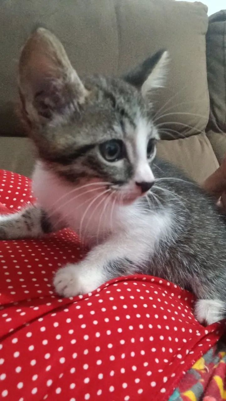 Gatinha para adoção - Foto 2