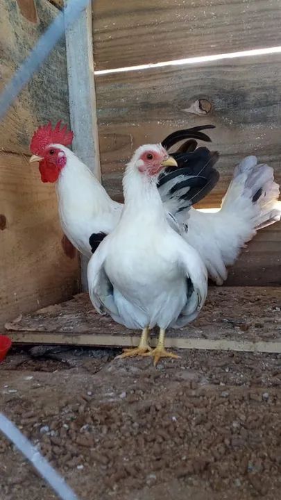 Galinhas Garnizes lindas - Foto 3