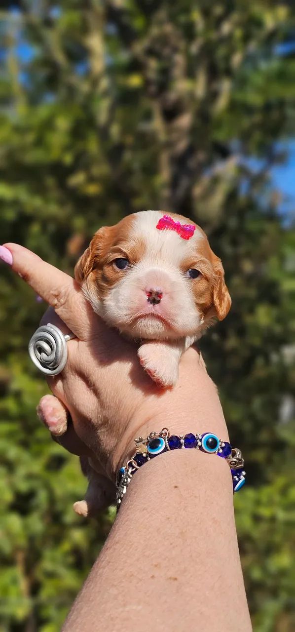 Filhote Cavalier King Charles Spaniel - Foto 2