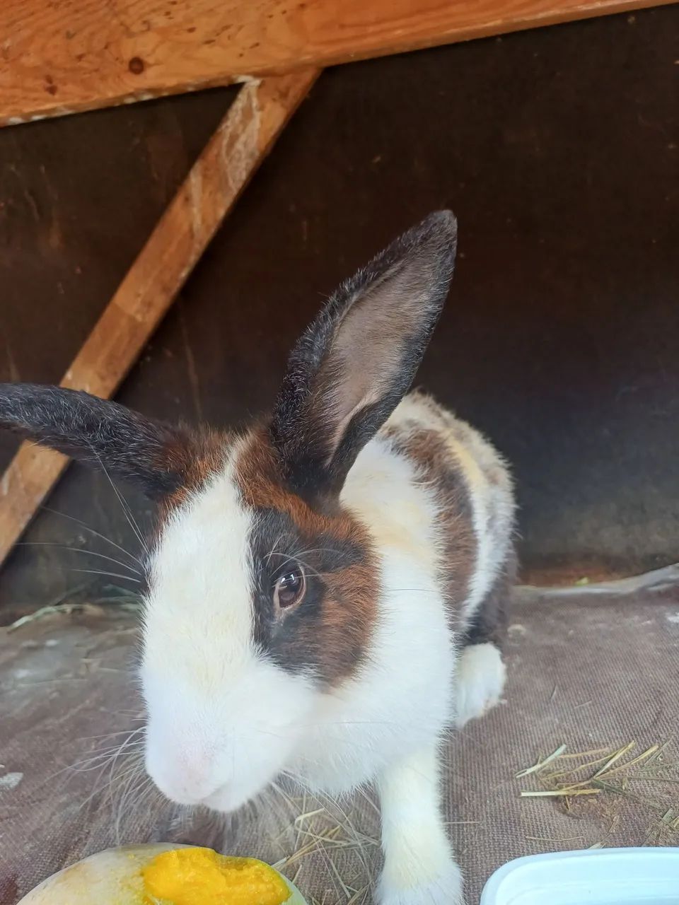 Vendo coelha adulta fêmea 