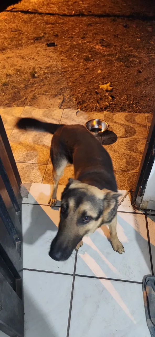 Cachorro Pastor Alemão 