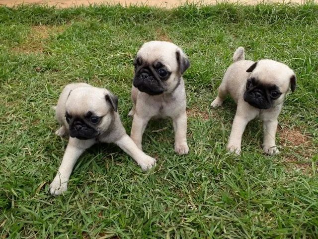 Filhote de Pug: Um pedacinho de alegria!