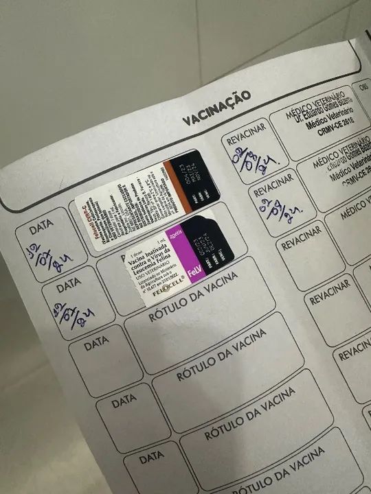 Gato Persa macho à procura de namorada  - Foto 5